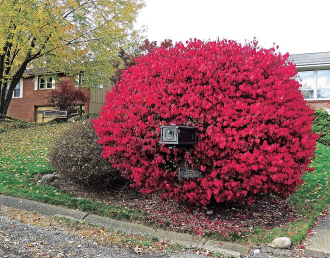 Elizabeth Snedeker, who lives on Catalina Avenue NW in Jackson Township, snapped this photograph of her mailbox, which is engulfed in a burning bush that has turned its signature red color during the autumn season.