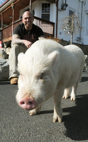 Porkchop, a pot-bellied pig, lives at 19 Silver Road has got the goat of at least one neighbor.
