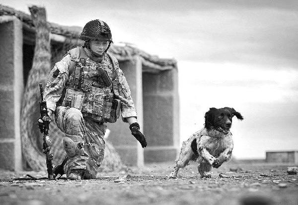 Theo, the bomb-sniffing army dog who died in Afghanistan on the day his handler was killed, has been honored with Britain's highest award for animal bravery. Springer spaniel mix Theo was posthumously awarded the Dickin Medal on Thursday at a ceremony in London.