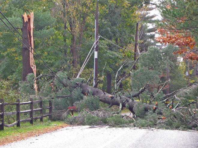 A large Tree hangs on the wires on Peckham Street, in Rehoboth on Tuesday.