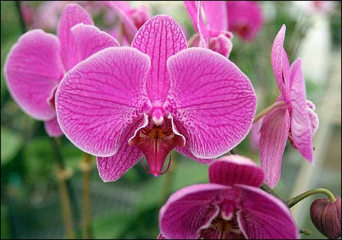 The moth orchid is best grown in a bright window with little or no direct sun. (Courtesy of Wendy Wilber)