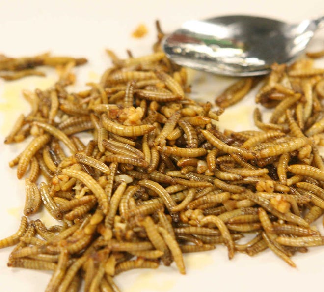 Melaworms were the food of choice as two lucky Schendel Pest Services managers had the opportunity Monday morning, at Schendel's Corporate office in Topeka, to see who could devour the most mealworms in 30 seconds. The contest was part fo the company's annual United Way Fundraising campaign. A few mealworms remained after the contest.