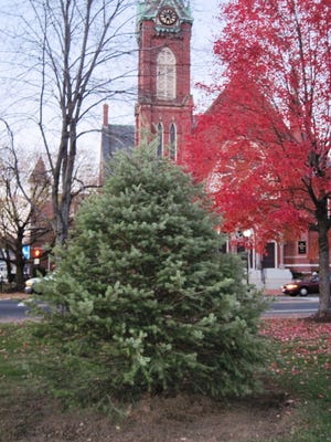 This a photo of the town’s new tree for the holiday lighting ceremony, taken on Tuesday before the snow fell. The town is holding its holiday lighting celebration on the Common earlier this year, on Nov. 25 starting around 2 p.m.