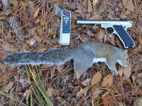A .22 handgun adds extra challenge to small game hunting. This gray squirrel was taken with a Ruger Mark II pistol with a 5 1/2-inch barrel. Recent changes to hunting regulations allow small game and feral swine to be taken with a pistol of any caliber or barrel length. Photo by Mike Marsh