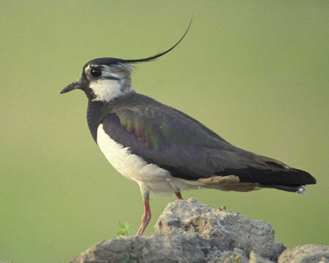 Hurricane Sandy blew a flock of northern lapwings from Europe into southeastern Massachusetts.