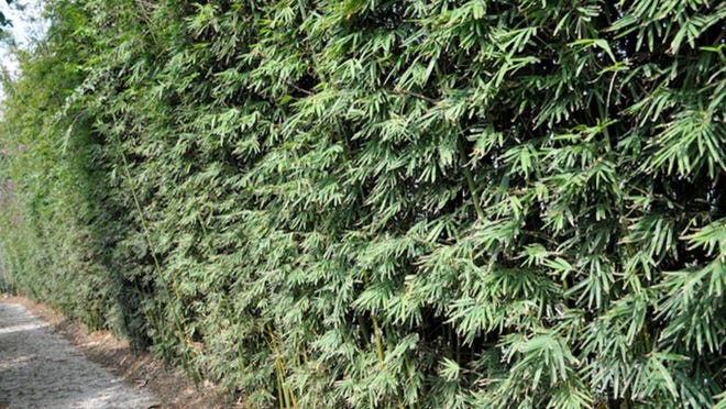 Gracilis bamboo is a leafy variety that can offer plenty of visual texture to a garden.