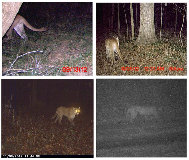 All four of Illinois' confirmed cougar sightings this fall: Clockwise from top left: Jo Daviess County, Morgan County, Pike County and Calhoun County. Photos courtesy of the Illinois Department of Natural Resources, Brett Charlton and Mark Cobb.