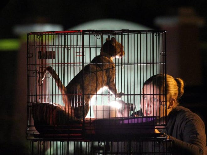 DeLand Police Department and DeLand Code Enforcement officials process cats removed from ARK Animal Rescue in DeLand on Thursday.