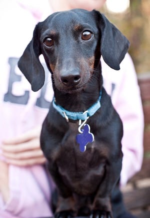 Oscar is available at Baypath Humane Society.