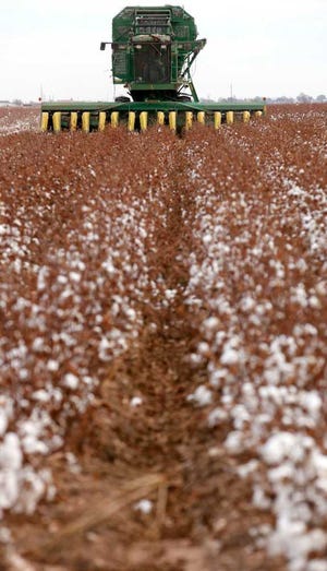 Cotton is harvested near Farm to Market 835 and Farm to Market 1729 Wednesday, November 21, 2012. (Lubbock Avalanche-Journal, Stephen Spillman)