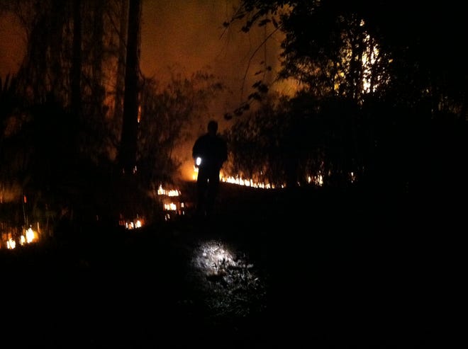 A St. Johns County Fire Rescue official walks in the woods near a brush fire that started Friday evening off State Road 207 near the Record building.