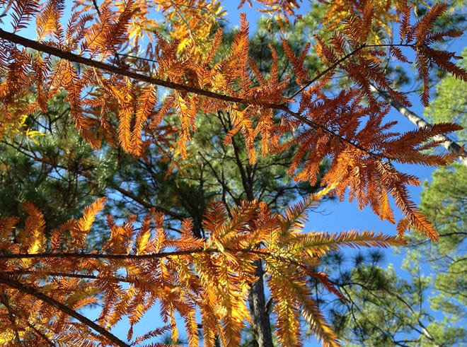 It's a sign of the season that these pond cypress trees are aflame with color in Pine Log State Forest. You may notice another sign overnight Saturday when temperatures are expected to dip below freezing for inland Bay County.