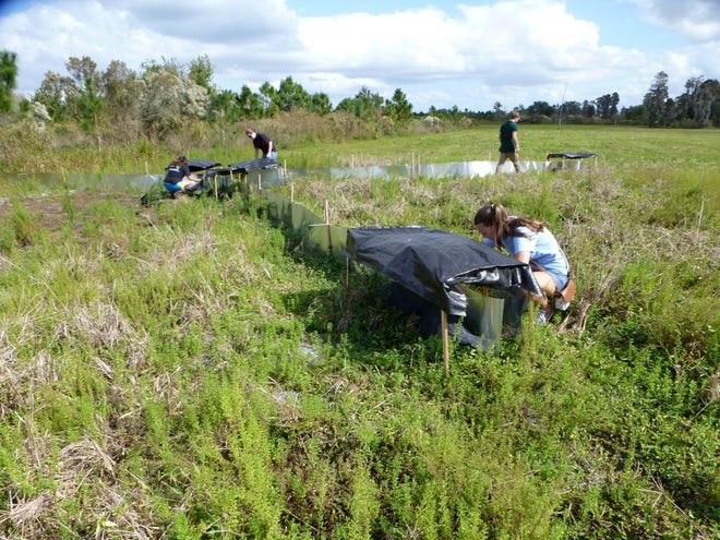 FLORIDA SOUTHERN COLLEGE student Kayla Gray-Lewis, foreground, checks a section of a drift trap designed to capture snakes, lizards, frogs and toads while fellow students Ashley Pelegrin, Ashley Schiffmacher and Christian Wimer check other sections at Circle B Bar Reserve near Lakeland as part of a first-ever survey here.