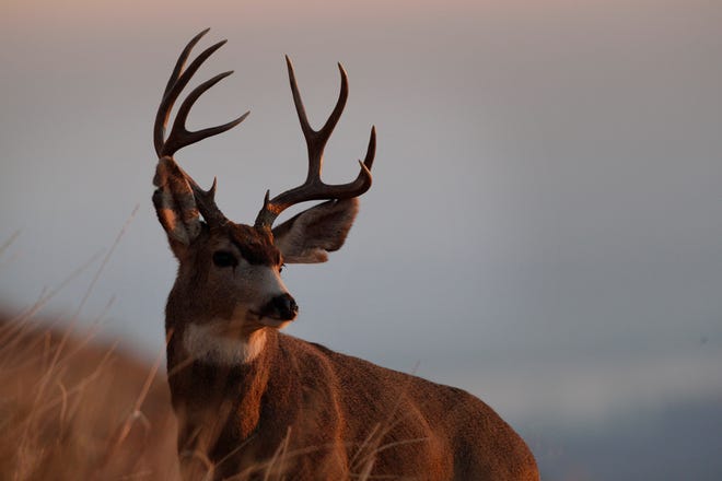 Readers had plenty to say, pro and con, about the Oklahoma Department of Wildlife Conservation's proposal to reduce the buck limit to one for the combined muzzleloader and gun seasons in 2013. AP PHOTO