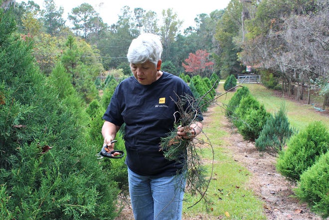 Cathryn Gregory trims a tree at her 14-acre Christmas tree farm, Unicorn Hill Farm in Gainesville on Nov. 15, 2012.
