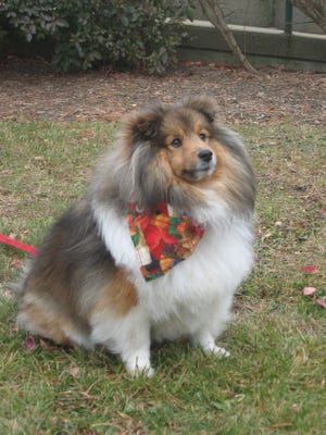 Abby, a Sheltie owned by David and Lee McNeaney of West Dennis, is Dennis’ Top Dog of 2013.