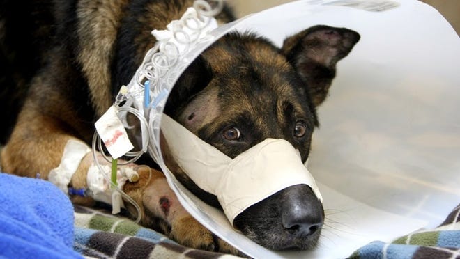 Retired police dog Drake, a 5-year-old German shepherd, is treated at Simmons Veterinary Hospital in suburban Lake Worth after being shot during a burgarly attempt. He was put to sleep after being flown to Gainesville for additional surgery.