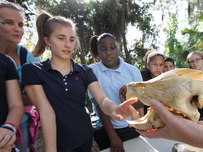 Meredith Pinard reaches Friday to touch a turtle skull while attending a program with other Bunnell Elementary sixth-graders at Long's Landing in Palm Coast.