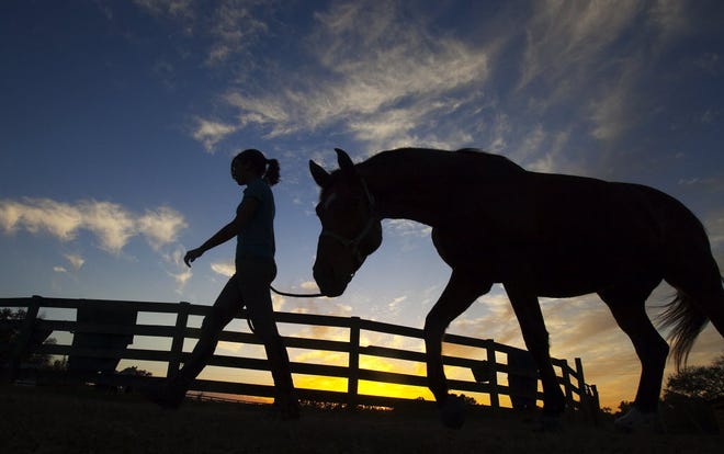 Leah Butcher, 14, who lost her mother, said, "My mom really loved horses. I think about her when I ride." Butcher walks Maddox or "Maddy" as they call him around the farm, to his paddock for the evening after a workout at Horses N Heroes Friday November 30, 2012, at the farm in Citra, FL. The local mentoring program, run by Mindy Nolan, is facing serious money woes and in danger of closing. Horses N Heroes has been in Marion County since 1997 and has helped hundreds of underprivileged girls build self confidence. Most have gone on to college.