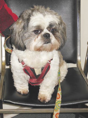 Tobey, a Shih Tzu owned by Jim Salamone of Herkimer, is The Telegram’s 2013 Pet of the Year. Here he is shown during a visit to The Telegram office.