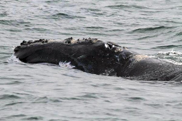 A right whale skim-feeds in Cape Cod Bay on Wednesday.