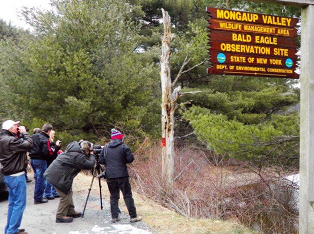 Eagle watchers keep their eyes to the skies at the Mongaup Valley viewing area on a Conservancy/Eagle Institute bus trip.