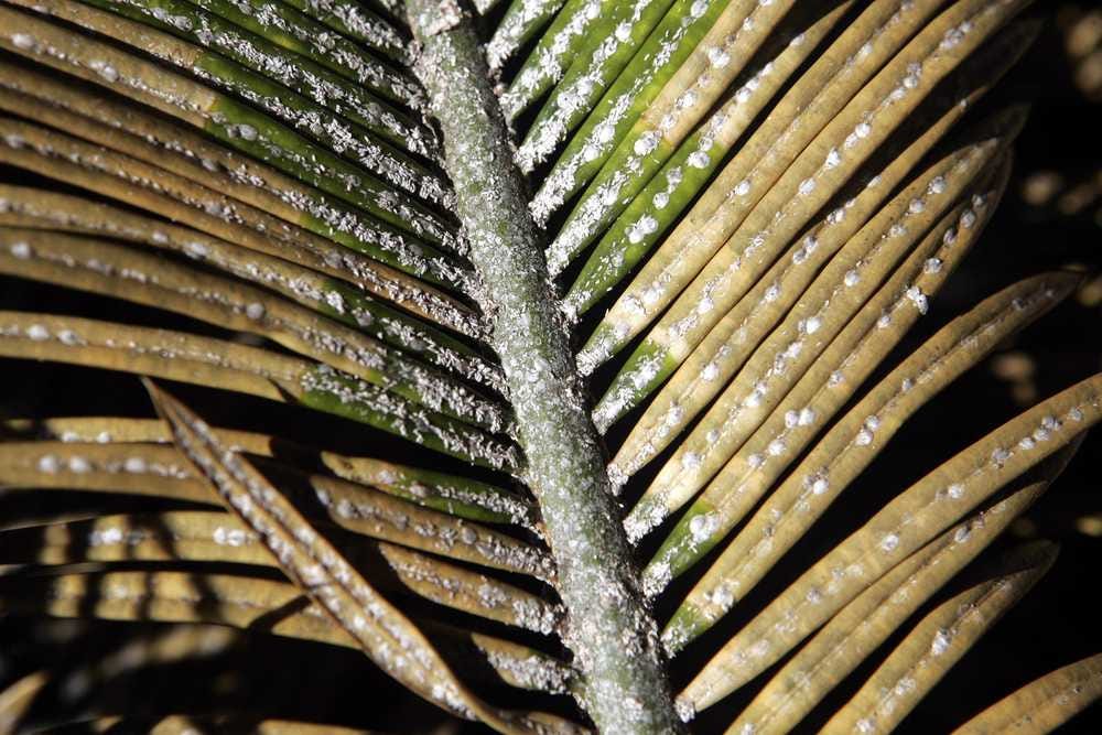 Garden Q&A White spots on sago palm are scale insects and they can