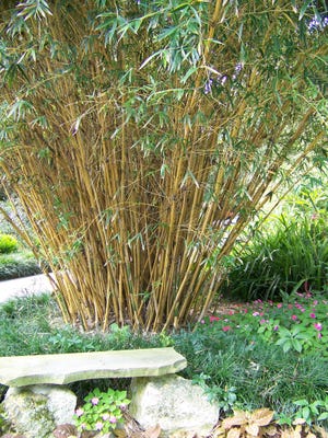 Stripe Stem bamboo would be good to use for a privacy barrier or as an accent plant. (Courtesy of Wendy Wilber)