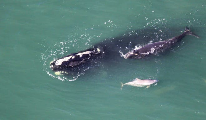 A pair of right whales sit off Crescent Beach on Wenesday.