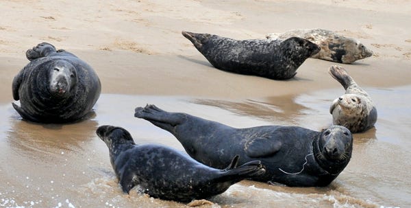Gray seals on a beach off Monomoy.