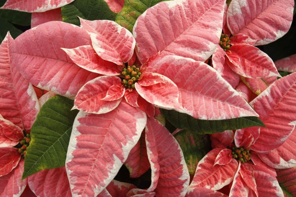 Holiday poinsettia can be a year-round beauty