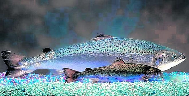 The FDA appeared Friday to move closer to approval of a genetically modified 
salmon for human consumption. Critics have called it a "frankenfish." Above, 
a 2010 photo by AquaBounty Technologies reportedly shows two same-age 
salmon, a genetically modified fish, rear, and one that was not 
modified.PHOTO FROM AQUABOUNTY TECHNOLOGIES