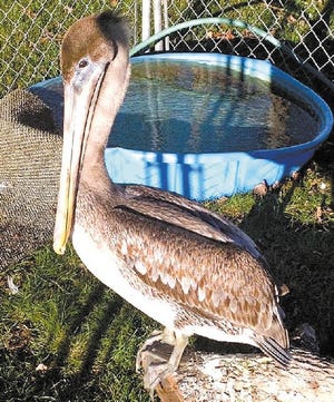 This brown pelican is flying south today.