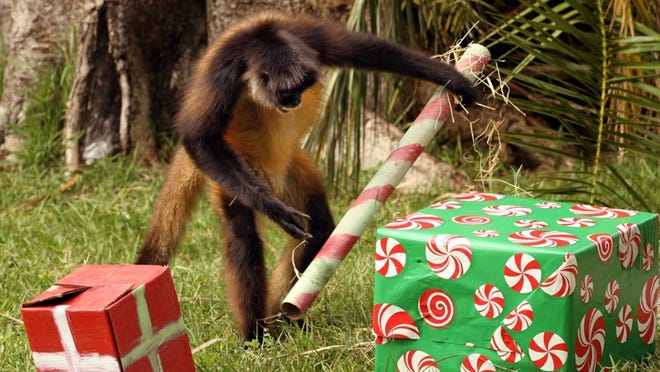 Palm Beach Zoo gives special presents to several group of animals on Sunday afternoon, December 23, 2012. A spider monkey checks out the presents for special edible treats. (Taylor Jones/The Palm Beach Post)