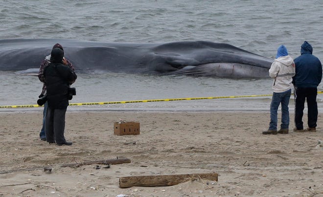 Curious onlookers inspect an emaciated 60-foot finback whale that beached itself in the Breezy Point neighborhood of the Rockaways in New York, Wednesday, Dec. 26, 2012.