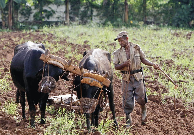 Franklin Reyes/Associated Press A farmer prepares his field for planting tomatoes and chard, in Havana, Cuba. Havana learned important lessons about overdependence when the 1991 collapse of the Soviet Union threw the country into a deep crisis.