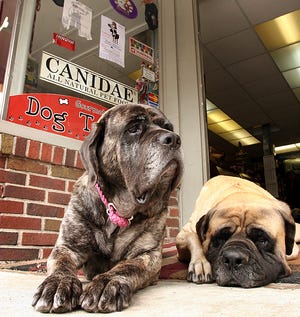 Gabriella, left, an English mastiff that bit two women has been spared. A clerk magistrate in Hingham District Court lifted the death sentence imposed by Hingham selectmen on the dog and ordered it sent instead to a shelter in New York. At right is Spartacus, another mastiff owned by Bob and Megan Ullman.
