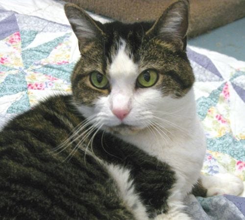 April, a 6-year-old tiger/white mix, is available at Hull Seaside Animal Rescue. Call 781-534-4902.