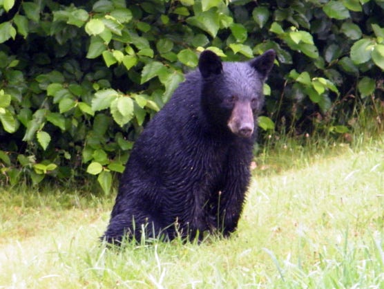 A stock photo of a black bear. Janet Hardy said it was too dark to take a photo of the bears when she saw them crossing the road.