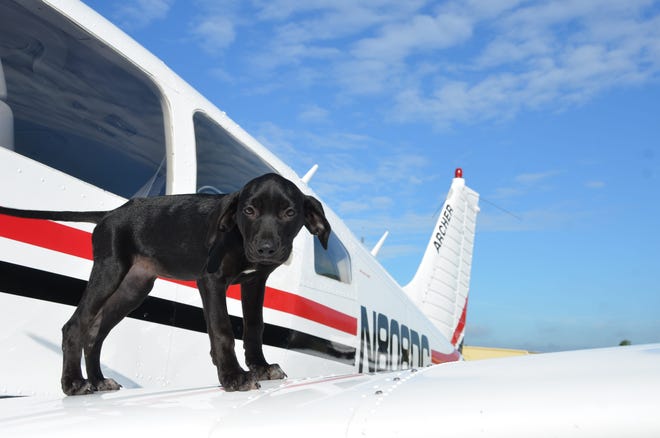 While dogs are their most common passengers, Pilots N Paws volunteers have helped transport a variety of rescue animals, including pot-bellied pigs and donkeys. COURTESY PHOTO