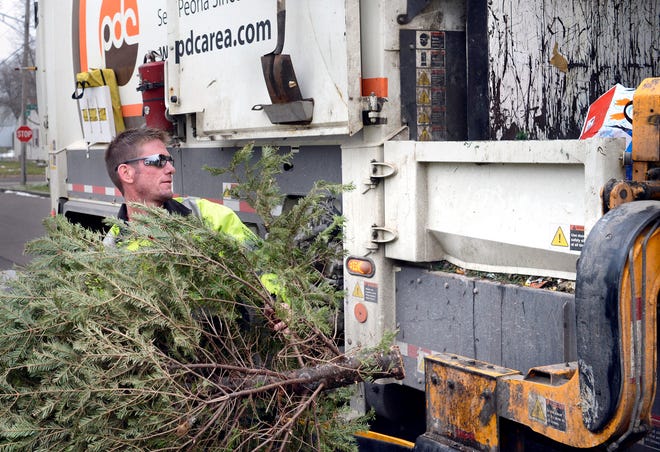 Peoria Disposal Co. employee Dana Curtin hoists a Christmas tree Friday on Central Street in Peoria. Residents can leave the tree on the curb, with some restrictions, for disposal in Peoria and it will be picked up on the regular garbage collection day. The trees picked up by PDC are taken to the landfill.