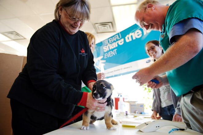 Second Chance volunteer Jan DeWeerd holds Spock, a 3-month-old corgi, while veterinarian Russ Ehlmann, right, and veterinary technician Missy Lamme prepare to give Spock a microchip at a free clinic Saturday at University Subaru.