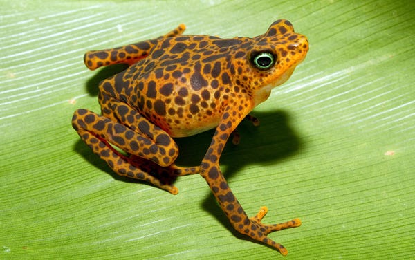 Central American countries such as Panama are suffering a catastrophic decline in frogs, including this Toad Mountain Harlequin Frog.