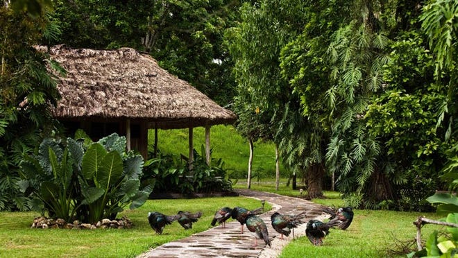 Ocellated turkeys, seen at the jungle resort Chan Chich lodge, are native to Belize.
