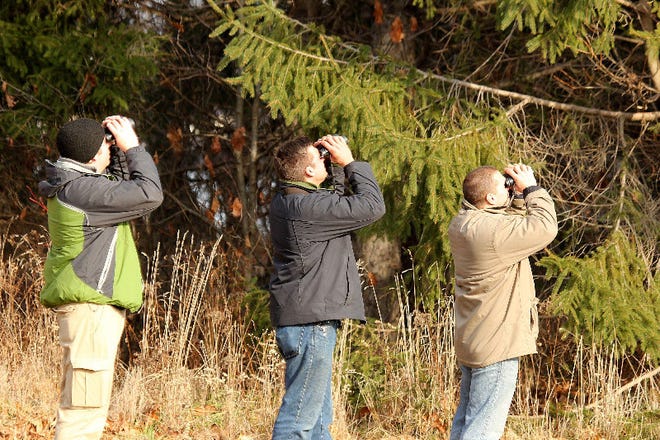 From left to right, Dallas Christmas Bird Count participants Jeremiah Stone, Mark Kasper and Stan Galenty search for songbirds hidden within a Norway spruce plantation.