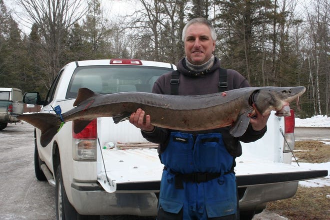 Lance Williams of Cheboygan speared the second fish of the Black Lake sturgeon season in 2012. The sturgeon was a tagged male measuring 53.5 inches and weighing 32 pounds.