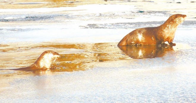 On Saturday, these two furry otters were seen near the John F Bridge (Lincoln Bridge). The otters were playing on the ice and came out to sun themselves.