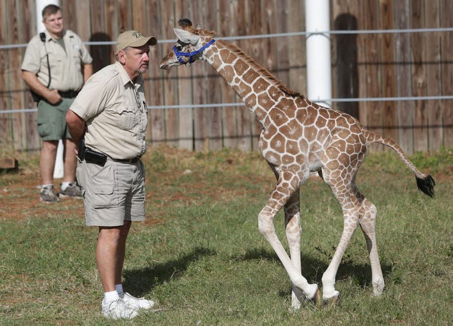 ZooWorld assistant director Tom Walling greets a curious “Baby G” while the animal explores his pen during one of two daily exercises in November.