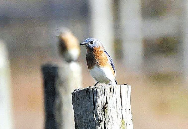 Eastern bluebirds love to perch in open fields and quickly drop to the ground to snatch insects. These blue birds drink heartily, bathe often and are a delight to anyone who gets to see them.