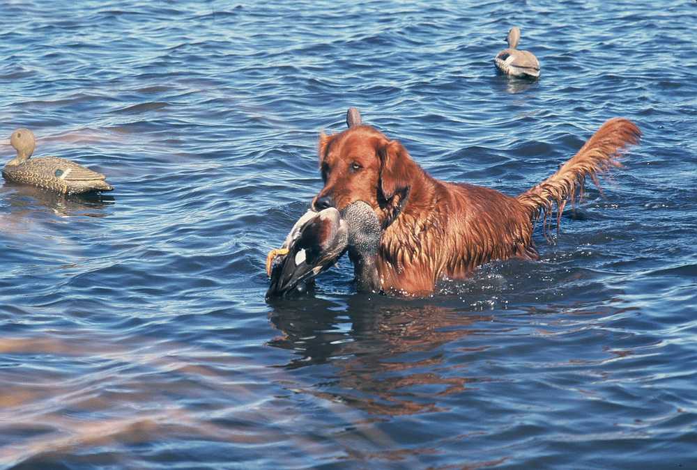 What Is The Best Duck Dog